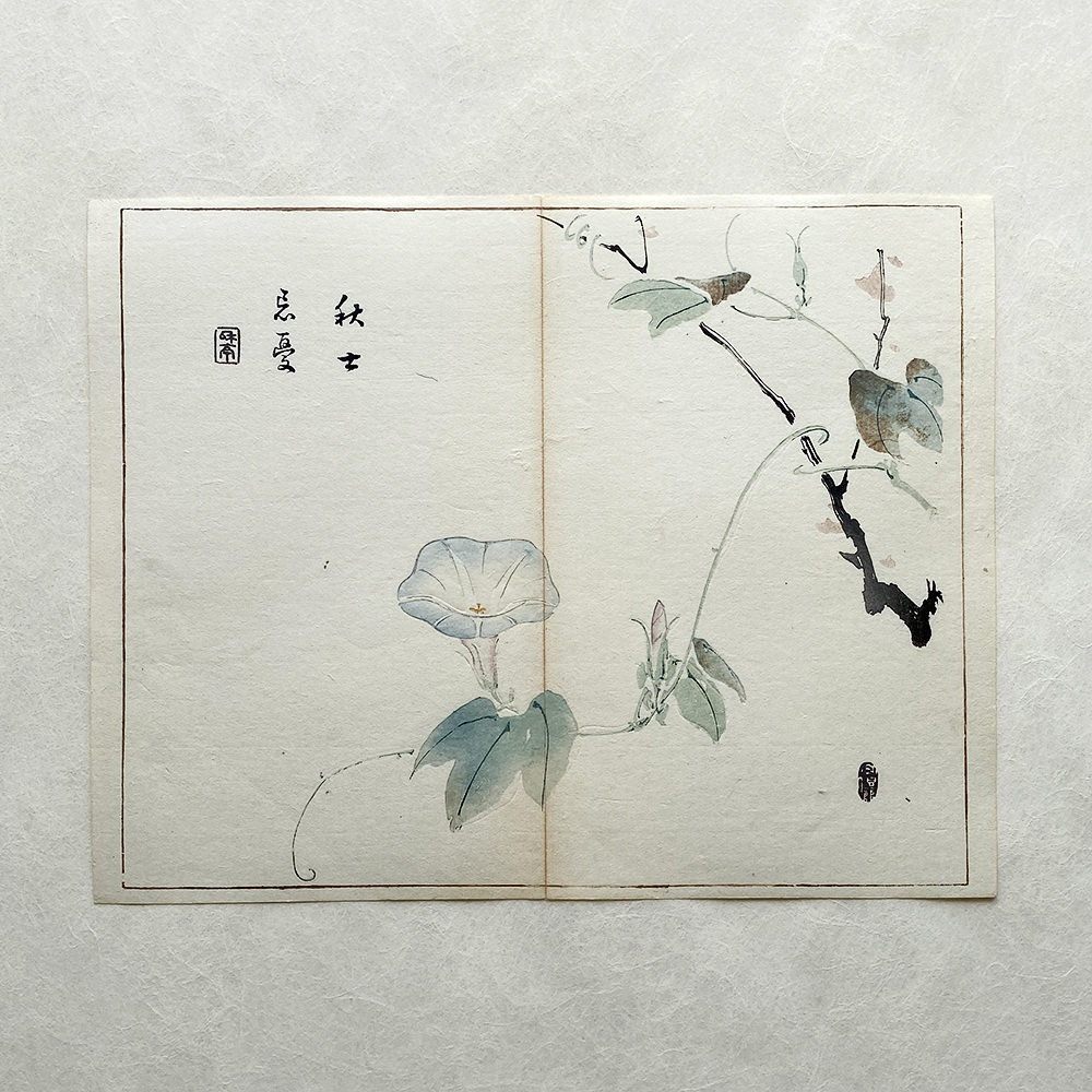 Taki Katei - Ipomea Morning Glory. Tansei Ippan. (1894)