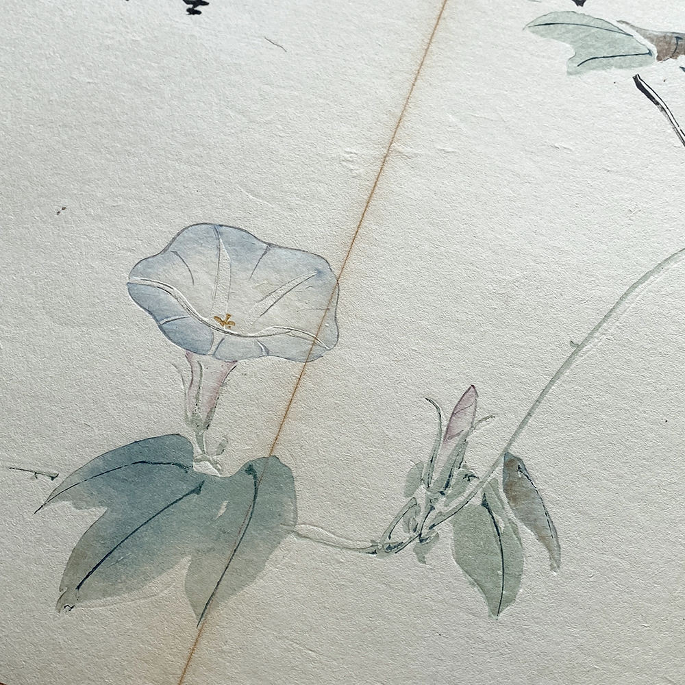 Taki Katei - Ipomea Morning Glory. Tansei Ippan. (1894)