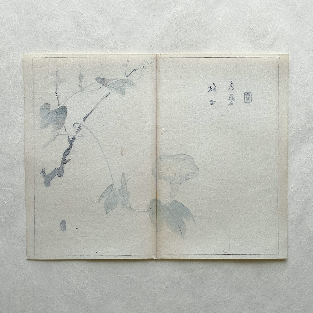 Taki Katei - Ipomea Morning Glory. Tansei Ippan. (1894)