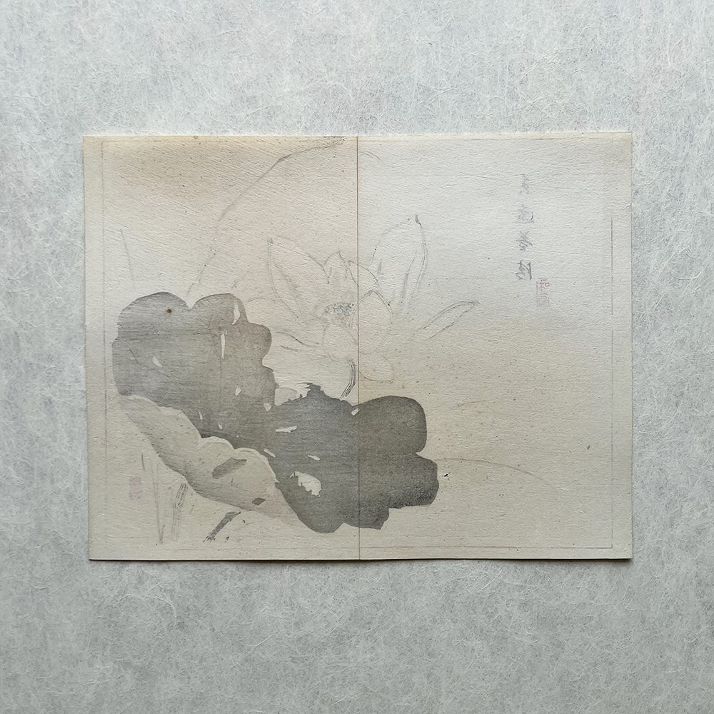 Taki Katei - Leknín. Tansei Ippan (1894).